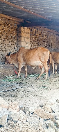 ગાય વેચવાની છે