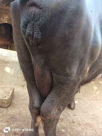 ભેંસ વેસ્વની સે