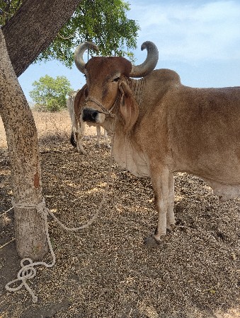 બળદ વેચવાના છે