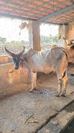 કાકરેજ ગાય વેશવાની છે
