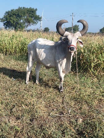 બડવેચવાનોછે