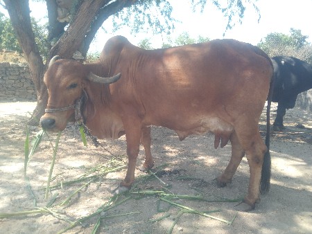 10 15 દિવસની કાચી છે ત્રીજું વેતર