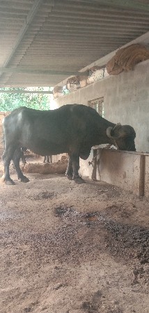બે ભેંસ વેચવાની છે