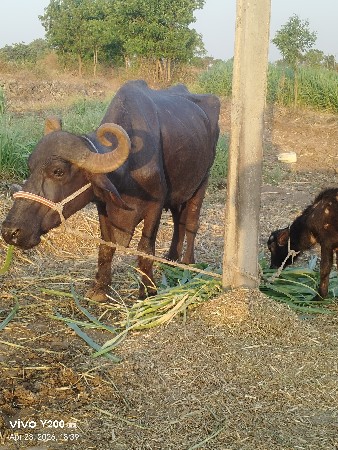 babariya devendra