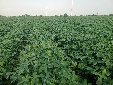જમીન ભાગ માં આપવાની શે.