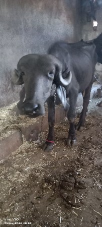 બે ખડેલી