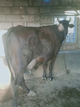 ગીર ક્રોસ ગાય વેચવાની છે