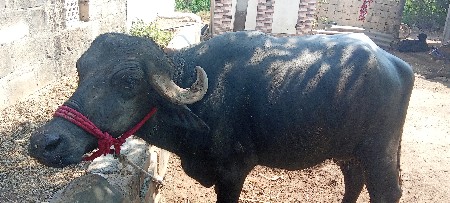 ભેંસ વેચવાની છે
