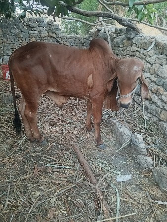 ગોધલોવેશવાનોછે
