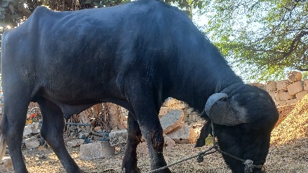 પાડો વેચવાનો છે