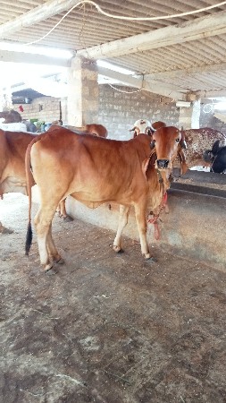 ગીર હોડકી વેચવાની છે
