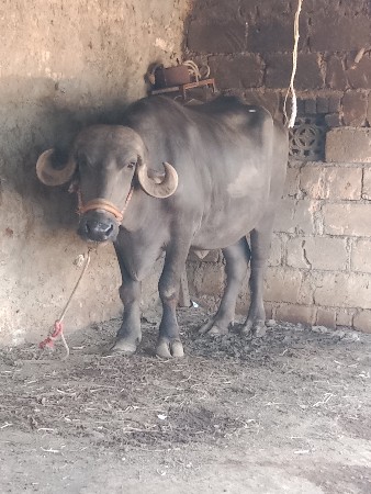 ખડેલો વેચવાનો છે