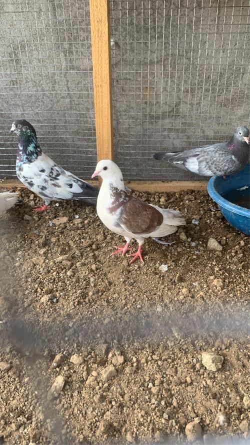 4 કબૂતર દેવાના છે