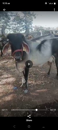 2, ઞાય વેશવાની છે