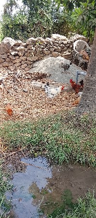 કૂકડો ૨ ૧૧૦૦
કૂકડી ૧૦ ૬૦૦