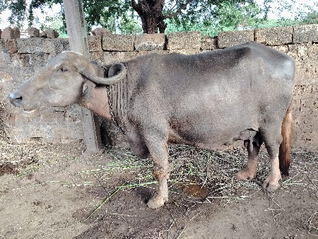 ભેંસ વેચવાની છે