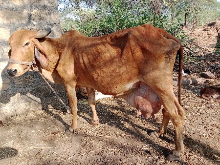 ગાય વેચવાની છે