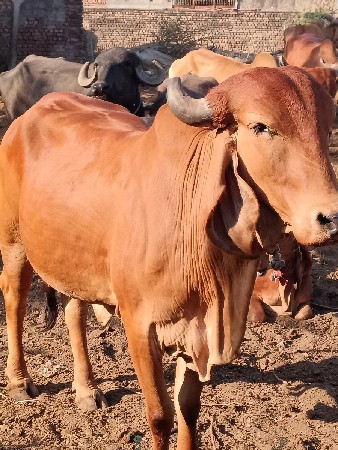 ghughabhai