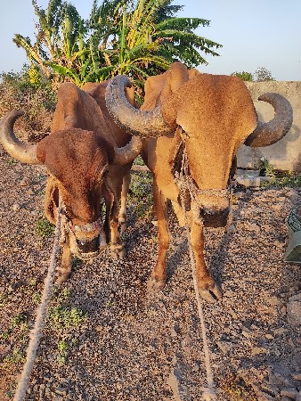 badauda