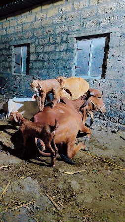 1bakro 3bakri
