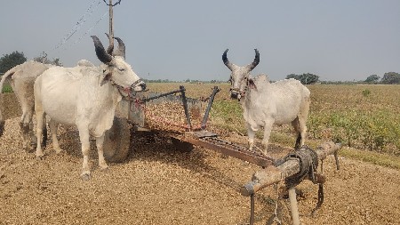 બળદ વેચવા છે.