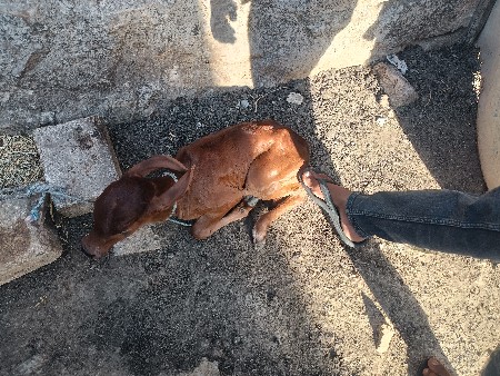 ત્રીજા વેતર