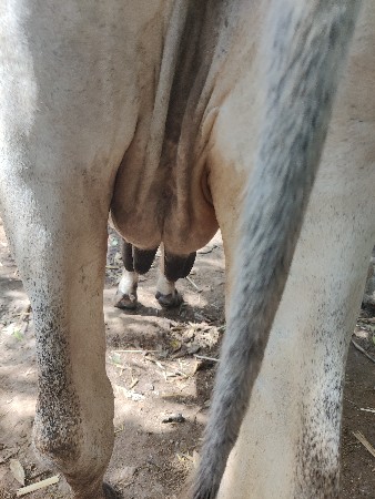 ગાય વેચવા ની સે