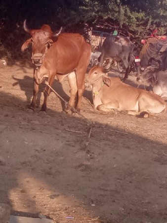કેનેડી