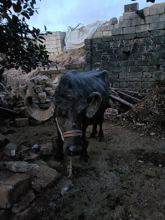 2 મહીના ની ગાભણી છે.