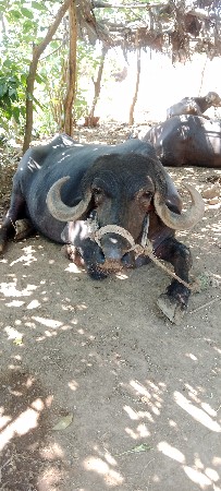 ભેંસ