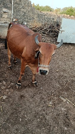 ગાય વેચવાની છે