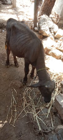 પાડી વેચવાની છે