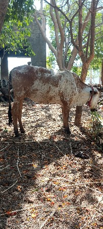 આ હોડકીવેચવાનીસે