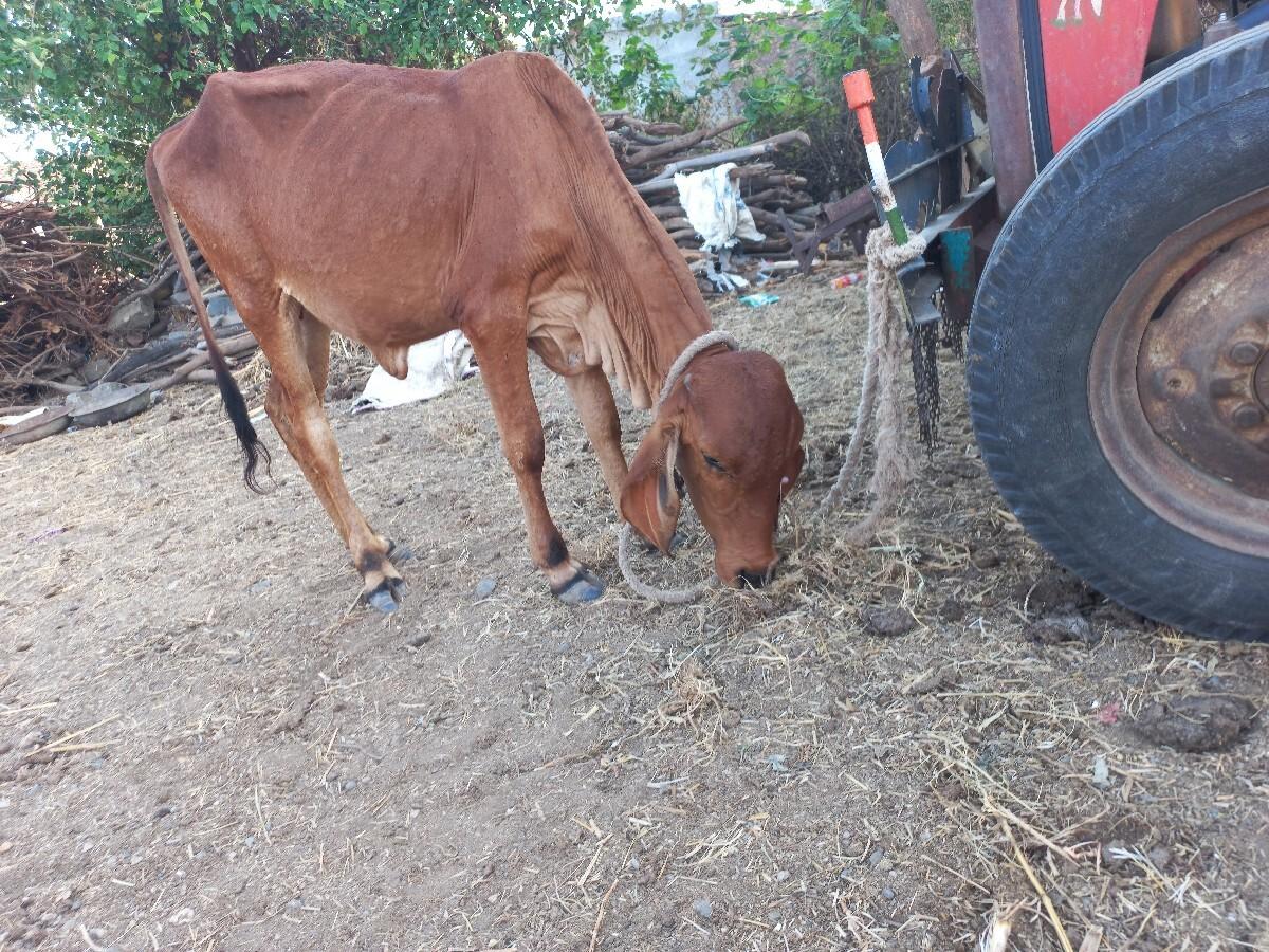 vaashdi