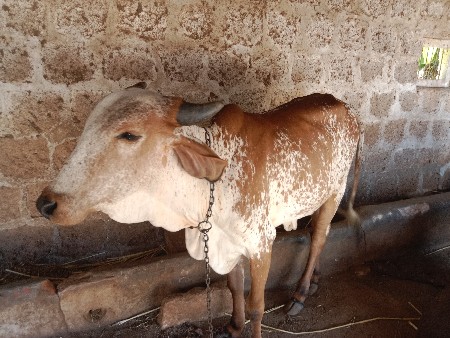 આ કાબરી વોળકિ વેચવાની છે