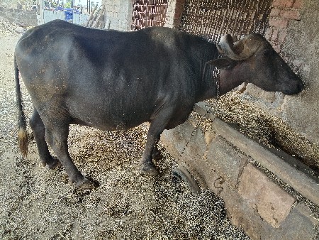 ભેંસ વેસવાની સે