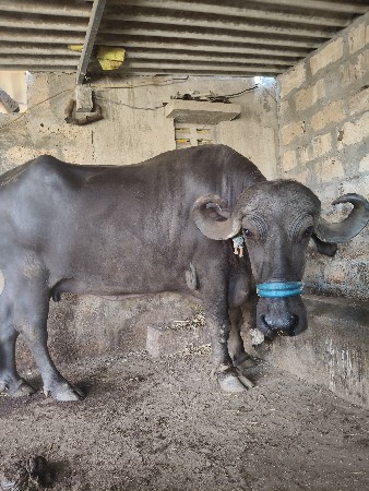 ભેંશ
