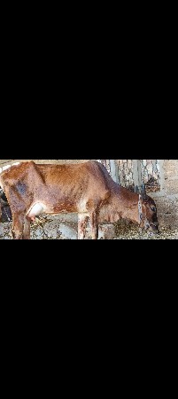 ગાય વેચવાની છે