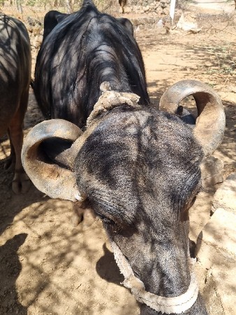 ભેંસ