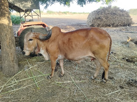 ગાય વેચવાની છે
