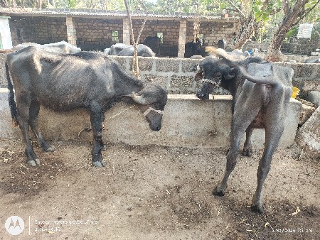 એક ભેંશ બે ખડેલા