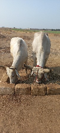 આ બળદ વેચવાના છે વઢીયારા