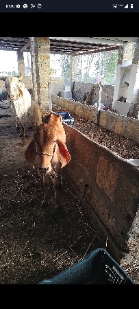 શ્વેતકપિલા ગાયને વાછડી