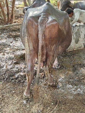 જાફરાબાદિભેશદેવાનિછે