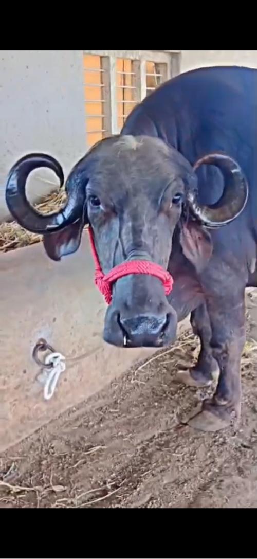 ભેંસ વેસવા ની સે