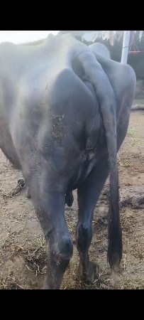 3 વેતર ભેંસ 8 8 લિટર દૂધ કરશે