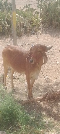 વેચાવ