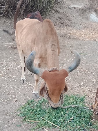આ બળદ વેચવાનો છે