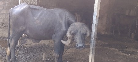 પાડો વવેસવાનો