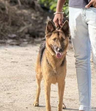જરમન fimel